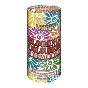 BLOOMING  COLORED CHRYS